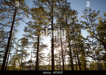 Low Angle View der Sonne durch die Überdachung der hohen Bäume im Wald an einem sonnigen Tag Stockfoto
