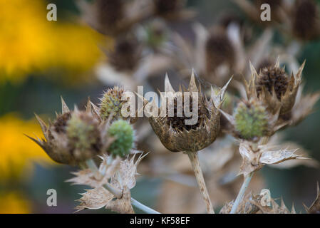 Eryngium giganteum mit dem gemeinsamen Namen Miss Willmott's Ghost in Kew Royal Botanic Gardens in London, Vereinigtes Königreich Stockfoto