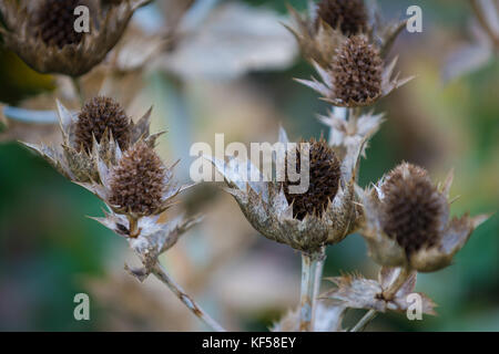 Eryngium giganteum mit dem gemeinsamen Namen Miss Willmott's Ghost in Kew Royal Botanic Gardens in London, Vereinigtes Königreich Stockfoto