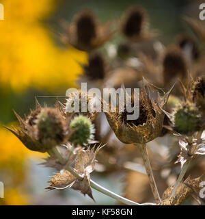 Eryngium giganteum mit dem gemeinsamen Namen Miss Willmott's Ghost in Kew Royal Botanic Gardens in London, Vereinigtes Königreich Stockfoto