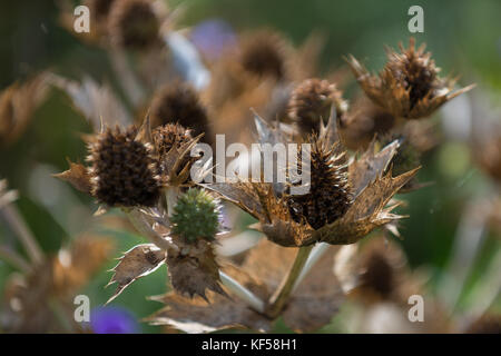 Eryngium giganteum mit dem gemeinsamen Namen Miss Willmott's Ghost in Kew Royal Botanic Gardens in London, Vereinigtes Königreich Stockfoto