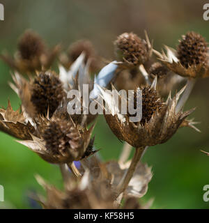 Eryngium giganteum mit dem gemeinsamen Namen Miss Willmott's Ghost in Kew Royal Botanic Gardens in London, Vereinigtes Königreich Stockfoto