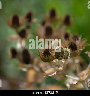 Eryngium giganteum mit dem gemeinsamen Namen Miss Willmott's Ghost in Kew Royal Botanic Gardens in London, Vereinigtes Königreich Stockfoto