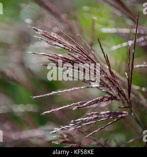 Miscanthus sinensis 'Ferner Osten' in den Royal Botanic Gardens in Kew in London, Vereinigtes Königreich Stockfoto