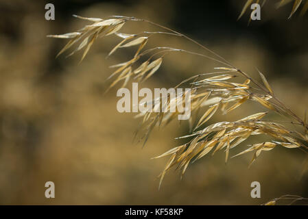 Stipa gigantea allgemein als riesige Feder Gras in Kew Royal Botanic Gardens in London, Vereinigtes Königreich Stockfoto