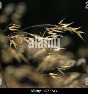 Stipa gigantea allgemein als riesige Feder Gras in Kew Royal Botanic Gardens in London, Vereinigtes Königreich Stockfoto