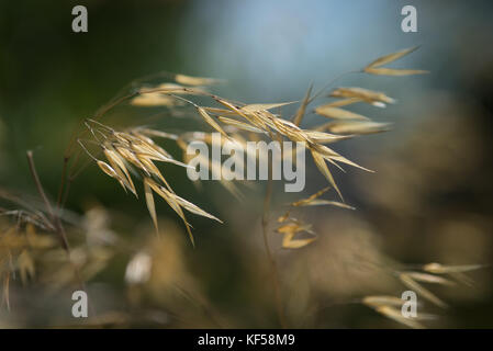 Stipa gigantea allgemein als riesige Feder Gras in Kew Royal Botanic Gardens in London, Vereinigtes Königreich Stockfoto