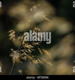 Stipa gigantea allgemein als riesige Feder Gras in Kew Royal Botanic Gardens in London, Vereinigtes Königreich Stockfoto