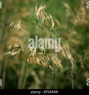 Stipa gigantea allgemein als riesige Feder Gras in Kew Royal Botanic Gardens in London, Vereinigtes Königreich Stockfoto