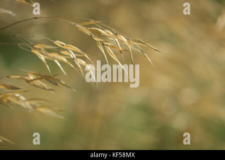 Stipa gigantea allgemein als riesige Feder Gras in Kew Royal Botanic Gardens in London, Vereinigtes Königreich Stockfoto