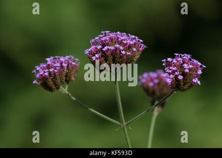 Verbena bonariensis (clustertop purpletop Vervain, Eisenkraut, argentinisches Eisenkraut, Verbene, Eisenkraut) oder hübsche Anlage in Kew Royal Botanic Garden, Großbritannien Stockfoto