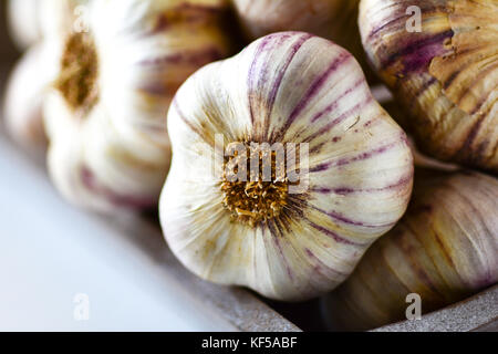 Makro-ansicht von Knoblauch Zwiebeln auf weißem Hintergrund Stockfoto