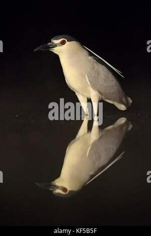 Schwarz - gekrönte Nacht - Heron - nycticorax nycticorax Stockfoto