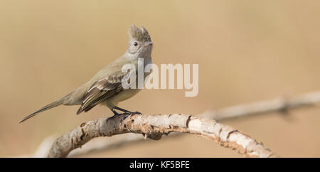 Yellow-bellied Elaenia, Elaenia flavogaster. Panama Stockfoto