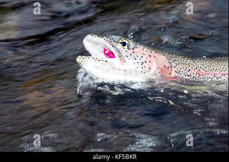 Regenbogenforelle mit einer bunten fliegen zu einem Haken und Schnur im Maul herum dreschen auf der Oberfläche des Wassers im Fluss kipchuk befestigt, Stockfoto