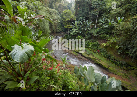 Kleiner Fluss durch Regenwald in der Nähe von Hotel Tjampuhan Spa läuft. Ubud, Bali, Indonesien. Stockfoto