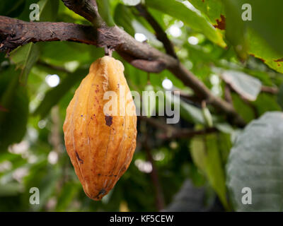 Reif cacao Pod hängend auf der Kakaobaum (Theobroma cacao). Dorf Batubulan, Ubud, Bali, Indonesien. Stockfoto