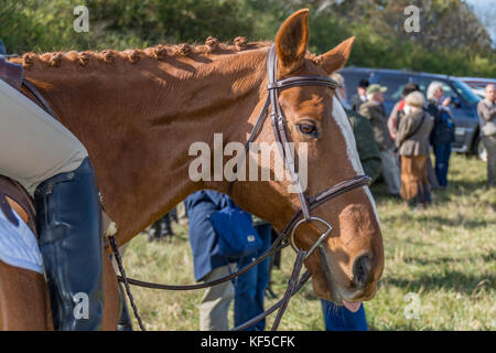 Die jährlichen Segnung der Hunde bei den Irokesen Hunt Club in Kentucky, USA Stockfoto