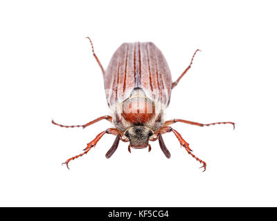 Maikäfer melolontha kann Beetle Bug Insekt isoliert auf weißem Stockfoto