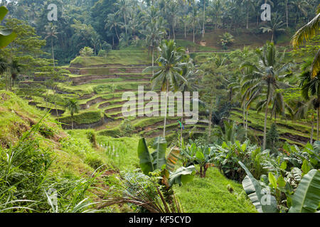 Tegalalang Reis Terrasse. Tegalalang Village, Bali, Indonesien. Stockfoto