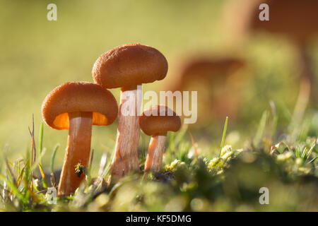 Gemeinsame Betrüger fliegenpilzen Hintergrundbeleuchtung (Laccaria laccata) unter Gras auf Heide in Surrey, UK, im Herbst Stockfoto