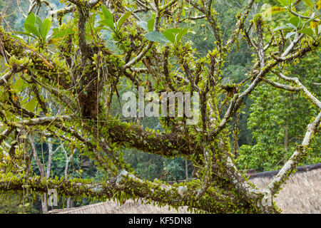 Äste eines alten, mit Epiphyten bedeckten Frangipani (Plumeria)-Baumes. Garten des Tjampuham Hotel Spa, Ubud, Bali, Indonesien. Stockfoto