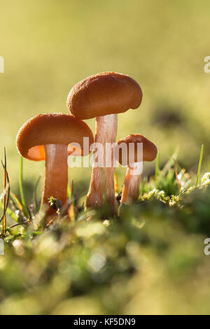 Gemeinsame Betrüger fliegenpilzen Hintergrundbeleuchtung (Laccaria laccata) unter Gras auf Heide in Surrey, UK, im Herbst Stockfoto