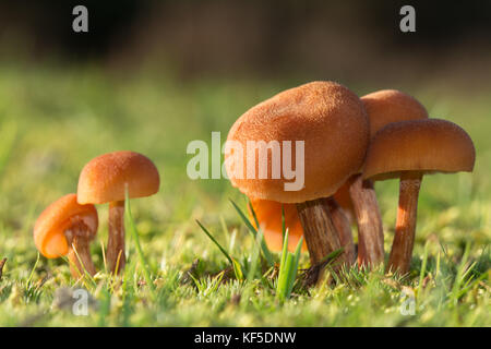 Gemeinsame Betrüger fliegenpilzen (Laccaria laccata) unter Gras auf Heide in Surrey, UK, im Herbst Stockfoto