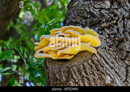 Leuchtend gelb Holz Pilz auf einem Baumstumpf im Wald, in der Stadt, Bulgarien zavet Stockfoto