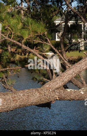 Great Blue heron Stockfoto