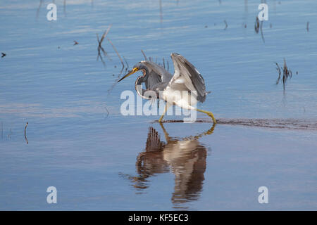 Ein Erwachsener der Trikolore Heron (egretta tricolor), früher in Nordamerika als die Louisiana Heron auf der Suche nach Nahrung in einer ruhigen flachen Wasser Teich bekannt Stockfoto