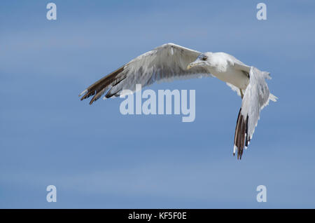 Möwe im Flug mit Flügel halb geöffnet Stockfoto