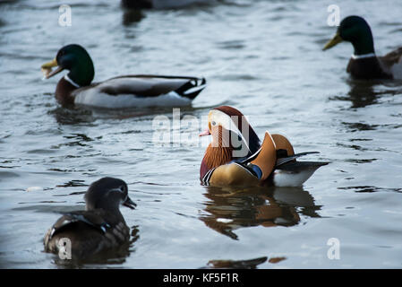 Mandarin - Ente schwimmen in einem See für Enten umgeben Stockfoto