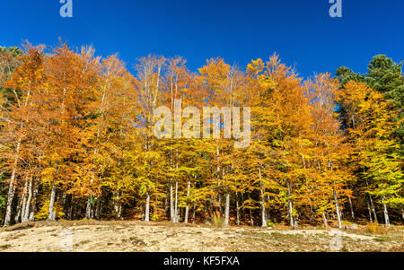Bunte Bäume am Ufer des Lac de la Lauch in den Vogesen-Haut-Rhin, Frankreich Stockfoto