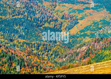 Bunte Herbst Landschaft der Vogesen im Elsass, Frankreich Stockfoto