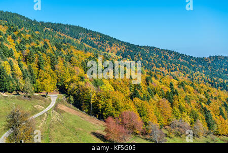 Bunte Herbst Landschaft der Vogesen im Elsass, Frankreich Stockfoto