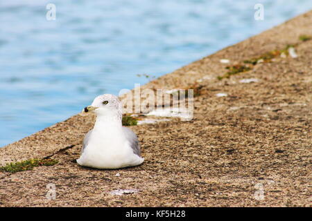 Ein ring-billed Gull auf dem Bürgersteig an der Belle Isle in Detroit, Michigan, USA. Stockfoto