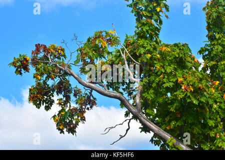 A beautiful autumn tree branch against a blue cloudy blue sky.  Branches are twisted at the top and some of the bark is coming apart near the bottom. Stockfoto