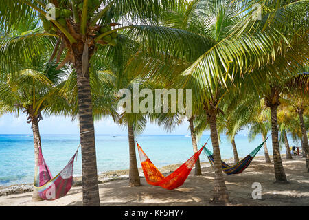 Cozumel Island Beach Palm Tree Hängematten in Riviera Maya in Mexiko Stockfoto