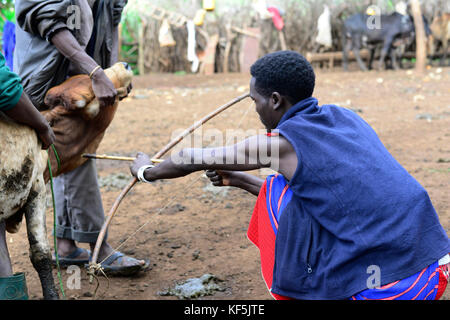 Maasai Männer, die Blut aus der Vene am Hals der Kuh aus der Bohrung mit Pfeil im Norden von Tansania. Stockfoto