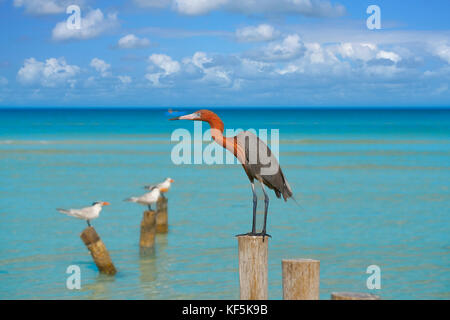 Egretta rufescens oder rötliche Reiher reiher vogel im Karibischen Meer Stockfoto