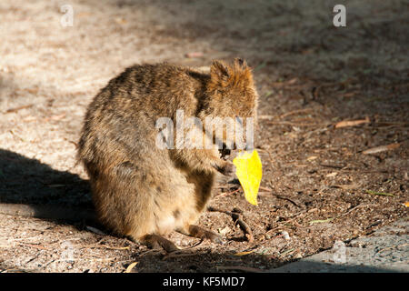 Quokka - Rottnest Island - Australien Stockfoto