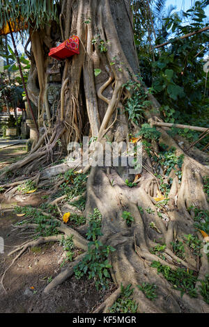 Wurzeln eines Bodhi-Baumes (Ficus religiosa), der im Agung Rai Museum of Art (ARMA) wächst. Ubud, Bali, Indonesien. Stockfoto