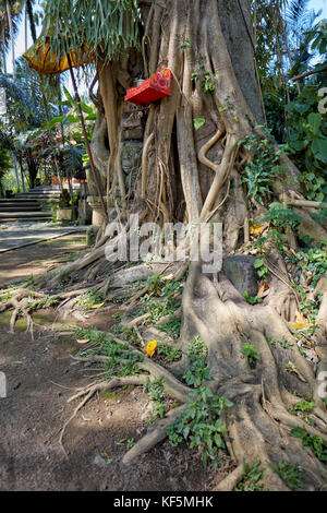 Wurzeln eines Bodhi-Baumes (Ficus religiosa), der im Agung Rai Museum of Art (ARMA) wächst. Ubud, Bali, Indonesien. Stockfoto