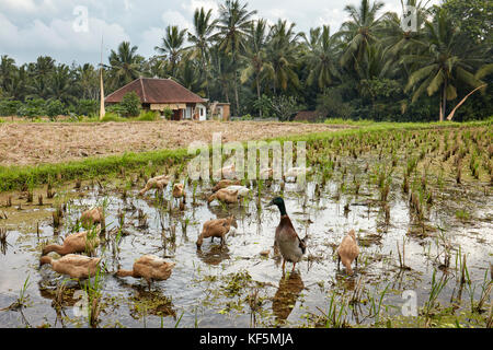 Enten, die auf einem Reispfaddy weiden. Kajeng Rice Fields, Ubud, Bali, Indonesien. Stockfoto