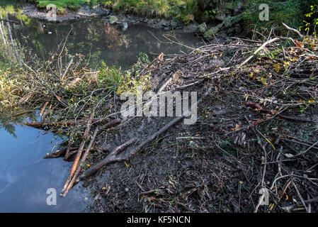 Detail der Biber (Castor Fiber) Lodge im Teich mit frischen Schlamm im Herbst verputzt Stockfoto