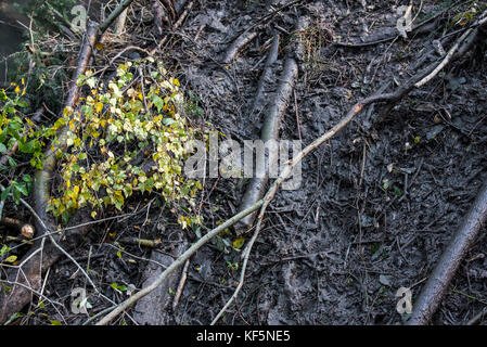 Detail der Biber (Castor Fiber) Lodge im Teich mit frischen Schlamm im Herbst verputzt Stockfoto