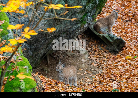 Zwei 2 Monate alte Eurasischen Luchs (Lynx lynx) Kätzchen am Eingang der Höhle im Herbst Wald Stockfoto