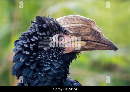 Silbrig ist nashornvogel (bycanistes Brevis/ceratogymna Brevis), Nahaufnahme, Porträt, beheimatet in Ostafrika Stockfoto