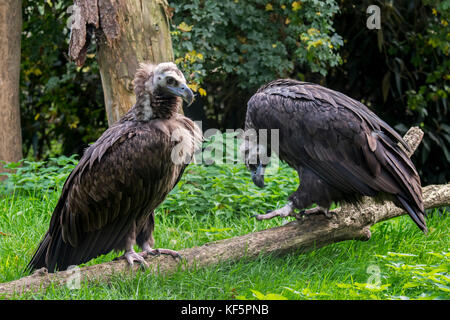 Cinereous Geier/Mönch Geier/eurasischen Mönchsgeier (Aegypius monachus) Paar Stockfoto